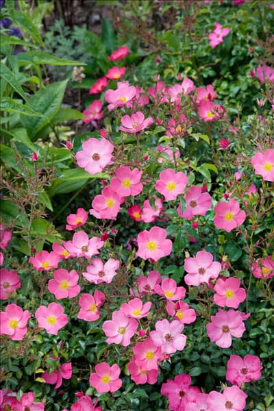 Rosa 'Fortuna'®