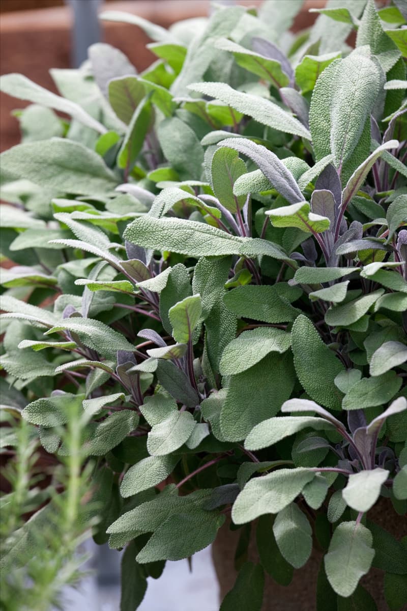 Salvia officinalis Purpurascens