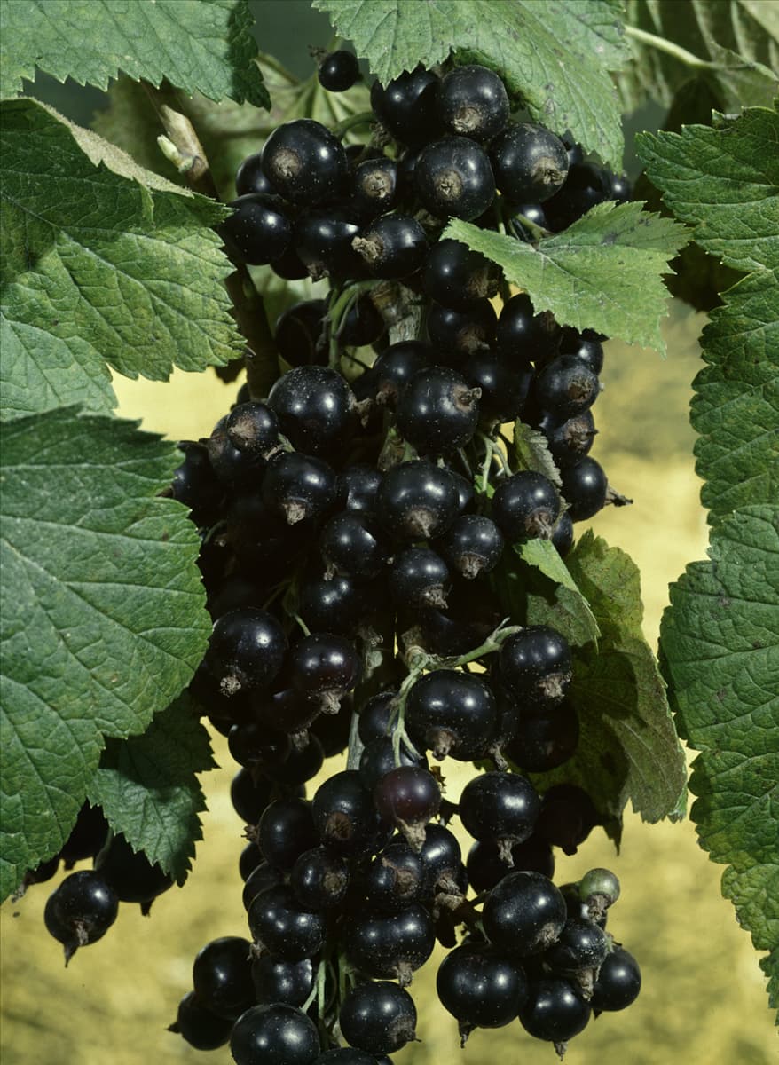 Ribes nigrum Silvergieters Schwarze