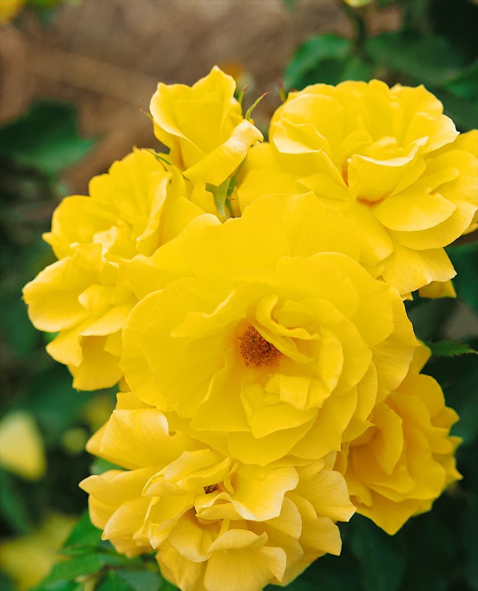Floribunda Rose TYPE FRIESIA