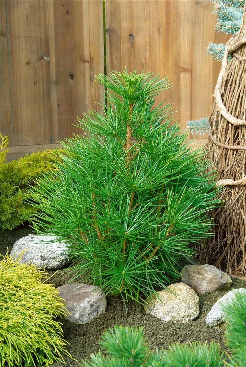 Sciadopitys verticillata