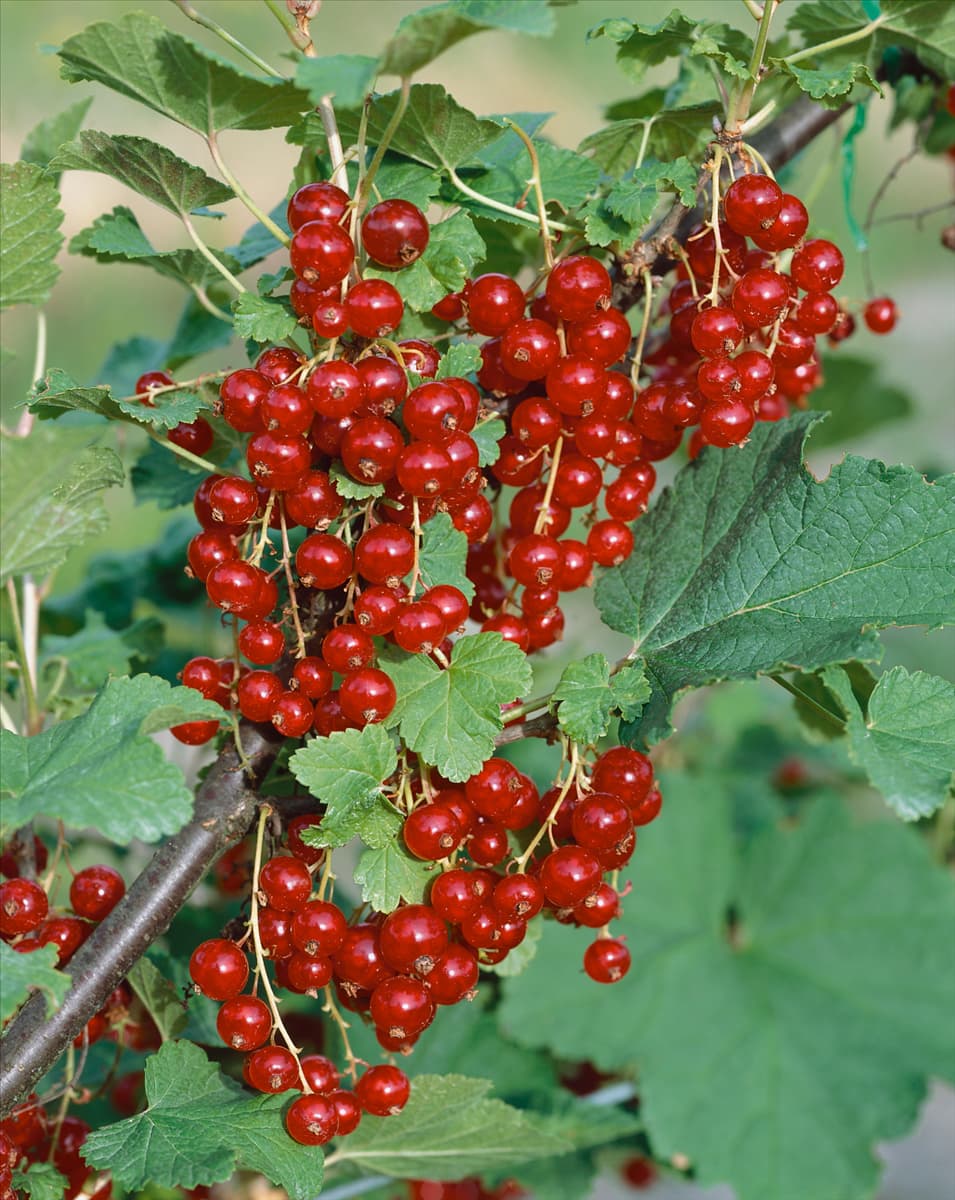 Ribes rubrum var. domesticum Jonkheer van Tets