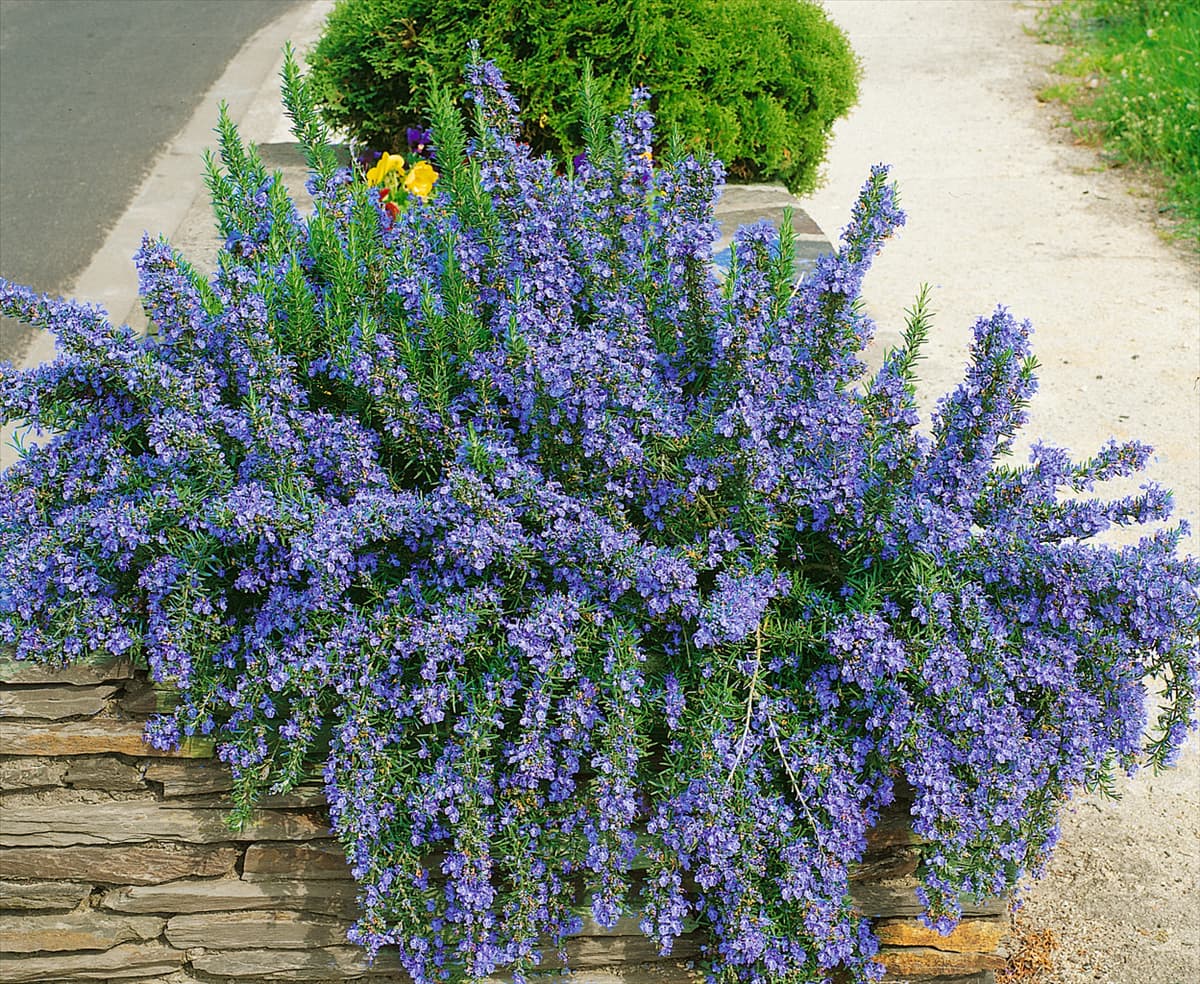 Rosmarinus officinalis Blue Prostratus