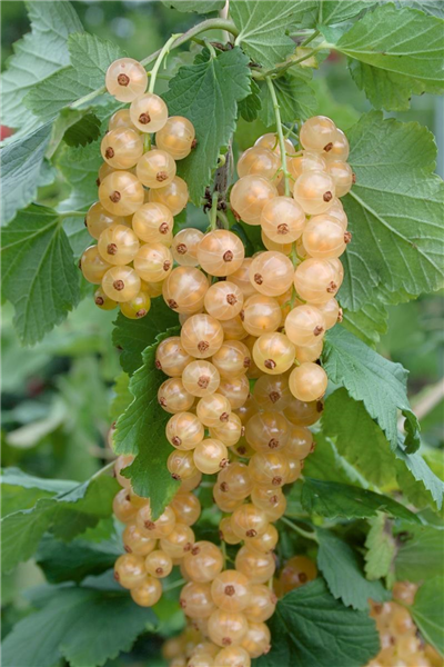 Ribes rubrum 'Ribest® Blanchette®'