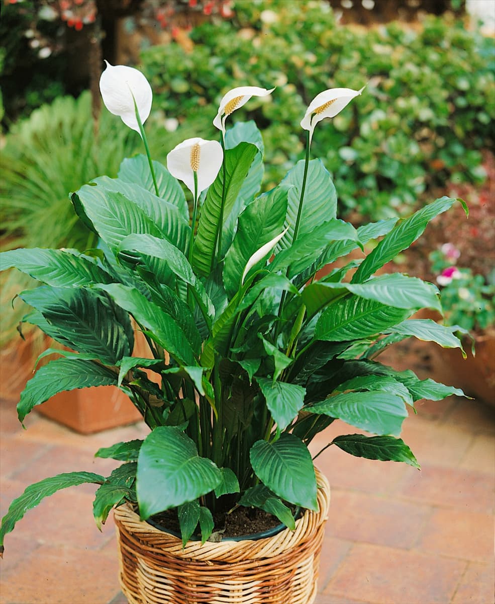 SPATHIPHYLLUM SANDRA