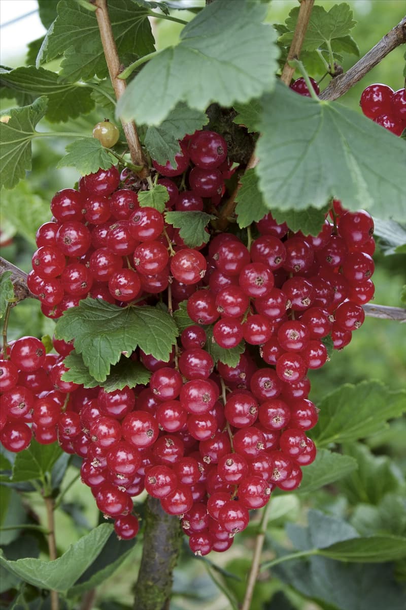Ribes rubrum