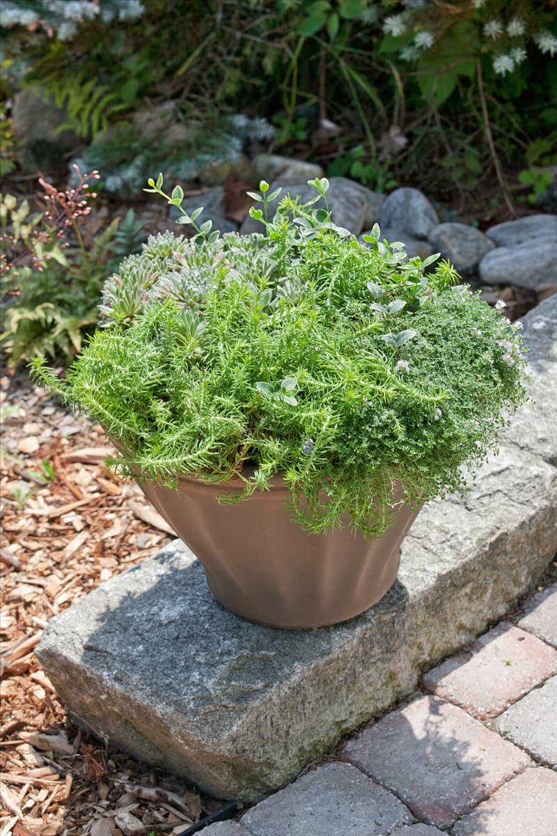 Pflanzgefäß mit Sedum Angelica, Sempervivum, Vinca minor Ralph Shugert, Thymus
