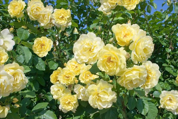 Rosa 'Golden Gate'®