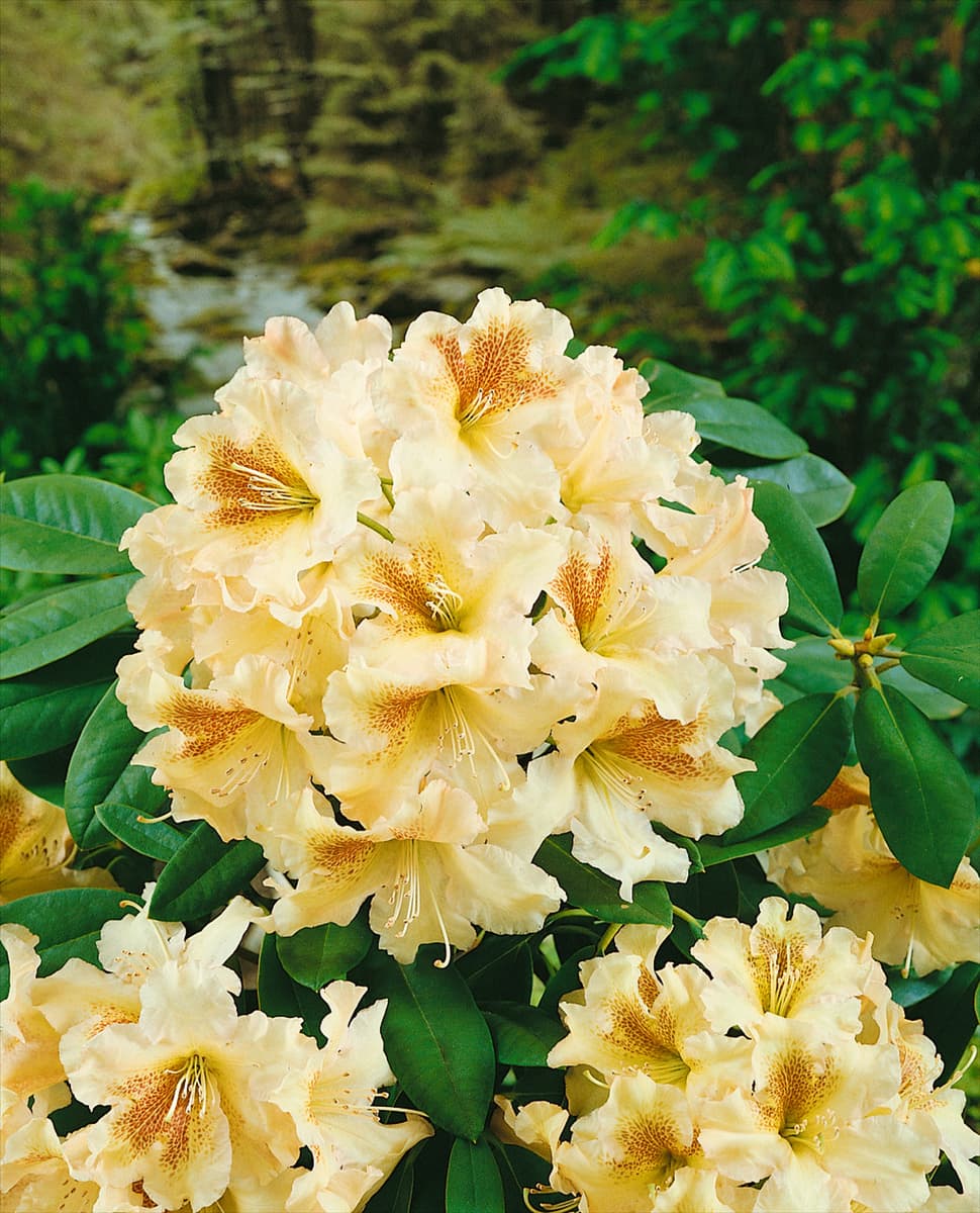 RHODODENDRON DICHROANTHUM BERNSTEIN