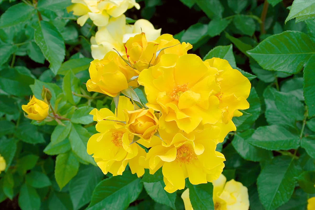 Floribunda Rose Golden Holstein