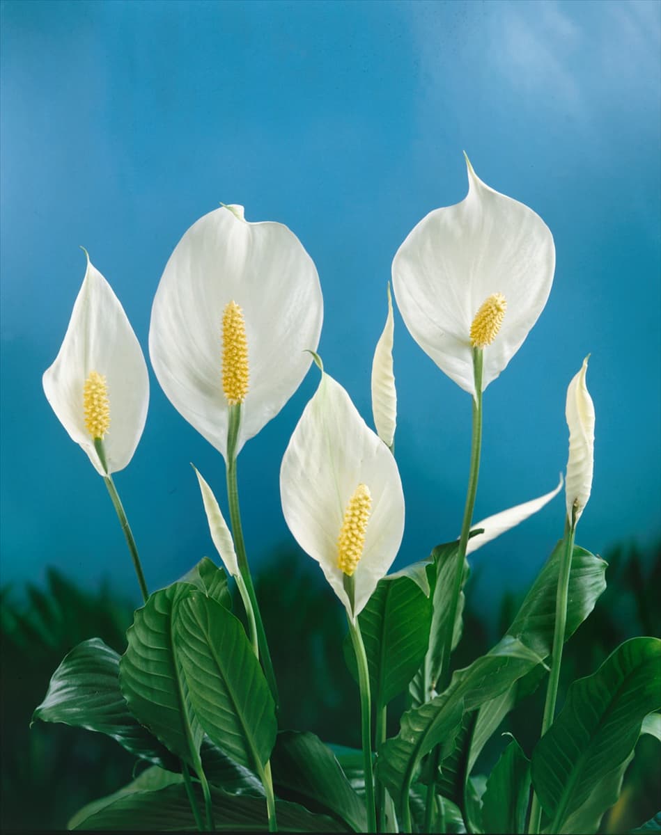 SPATHIPHYLLUM