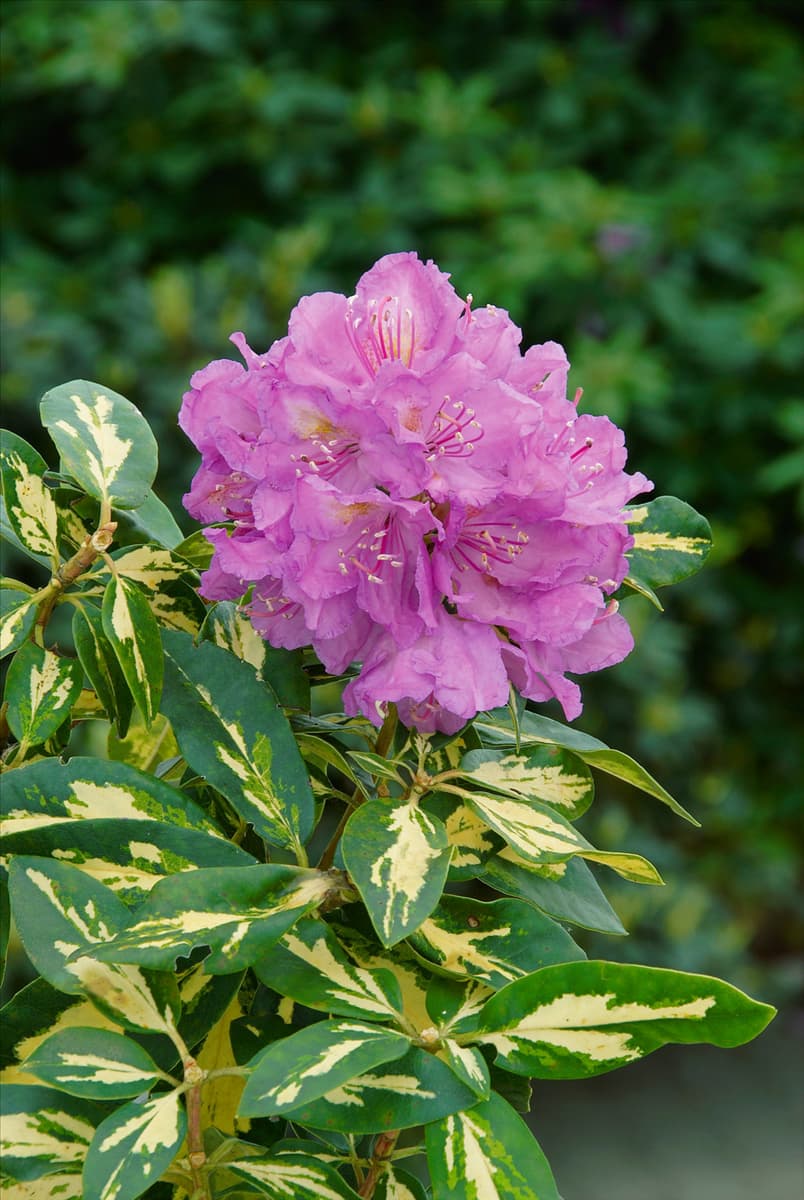 Rhododendron Hybride Blattgold