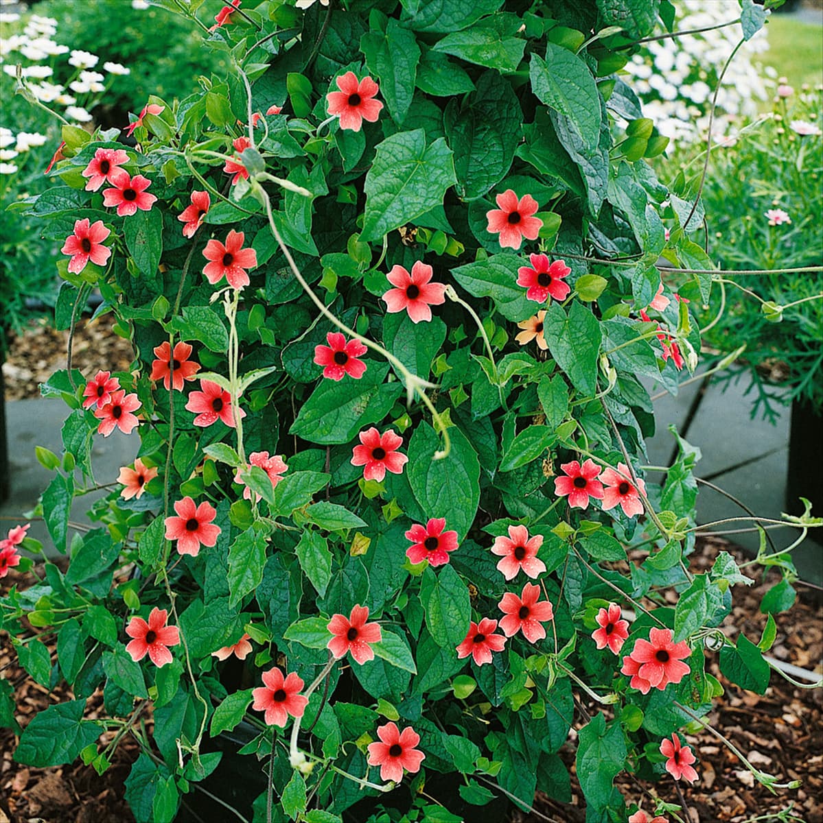 Thunbergia alata African Sunset