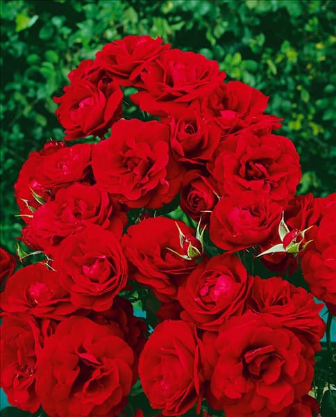 Rosa 'Grand Palace'®