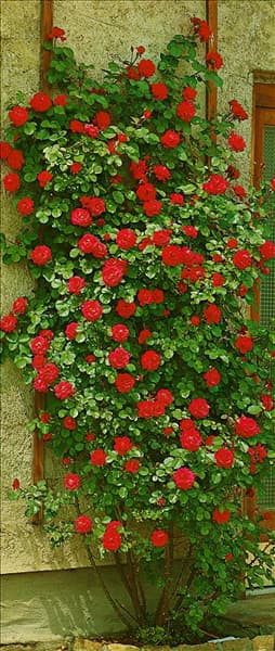 Rosa 'Gruß an Heidelberg'®