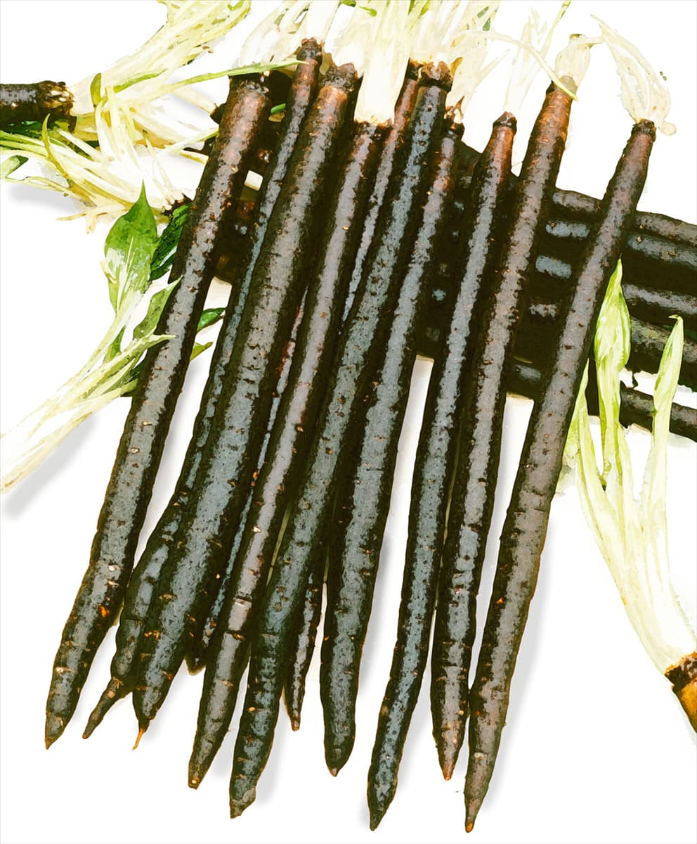 Scorzonera hispanica