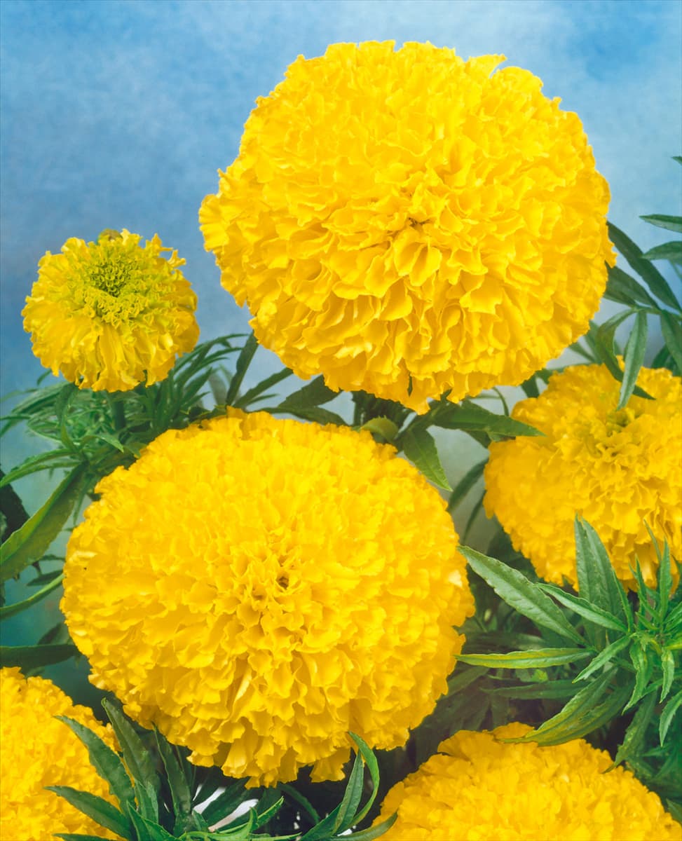 Tagetes erecta Diamond Jubilee