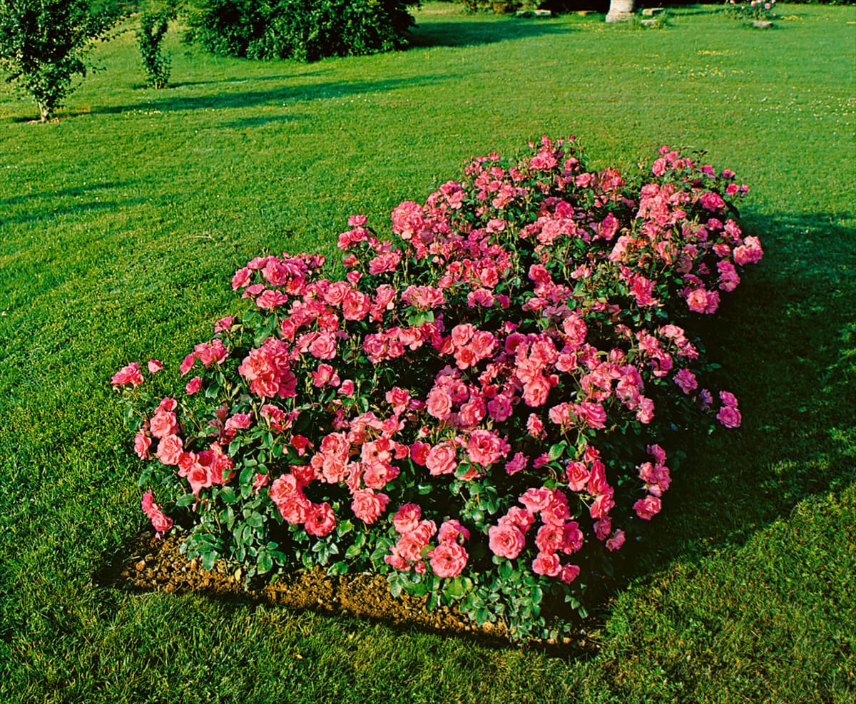 Floribunda CAPITOLE