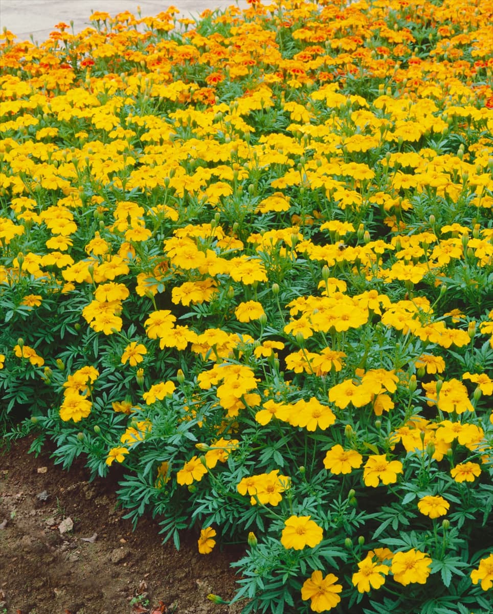 Tagetes erecta Suzie Wong