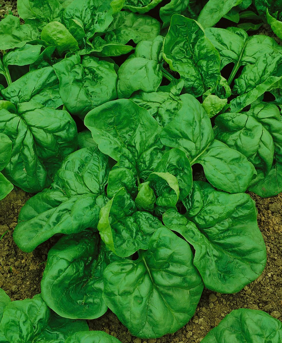 Spinat / Spinacia oleracea Matador