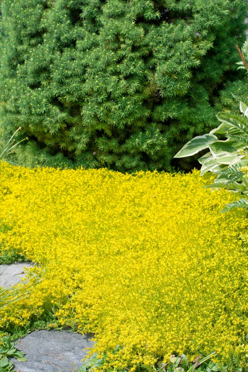 Sedum acre Aureum