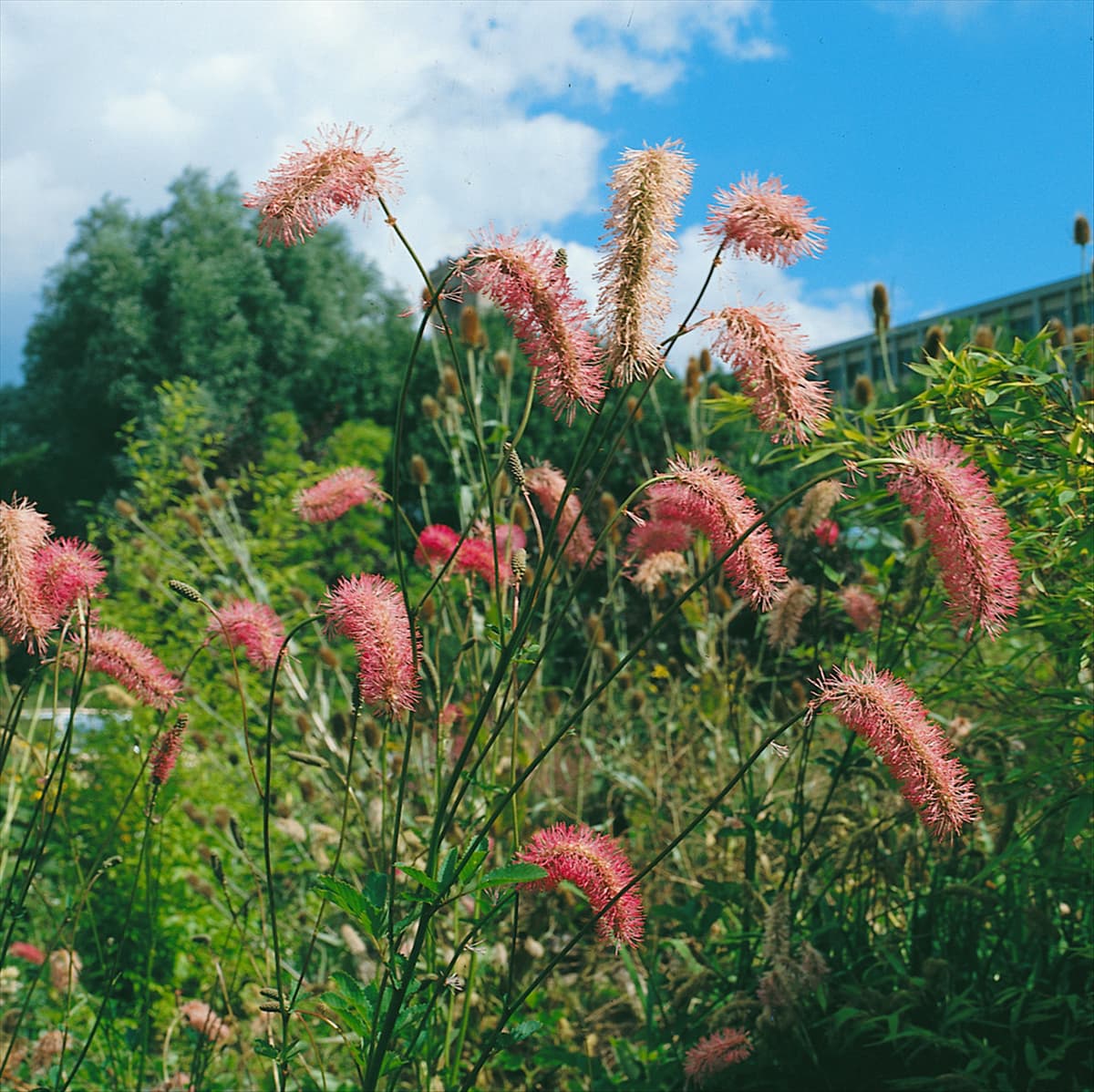 SANGUISORBA OBTUSA