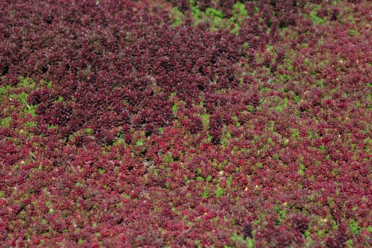Sedum album Coral Carpet