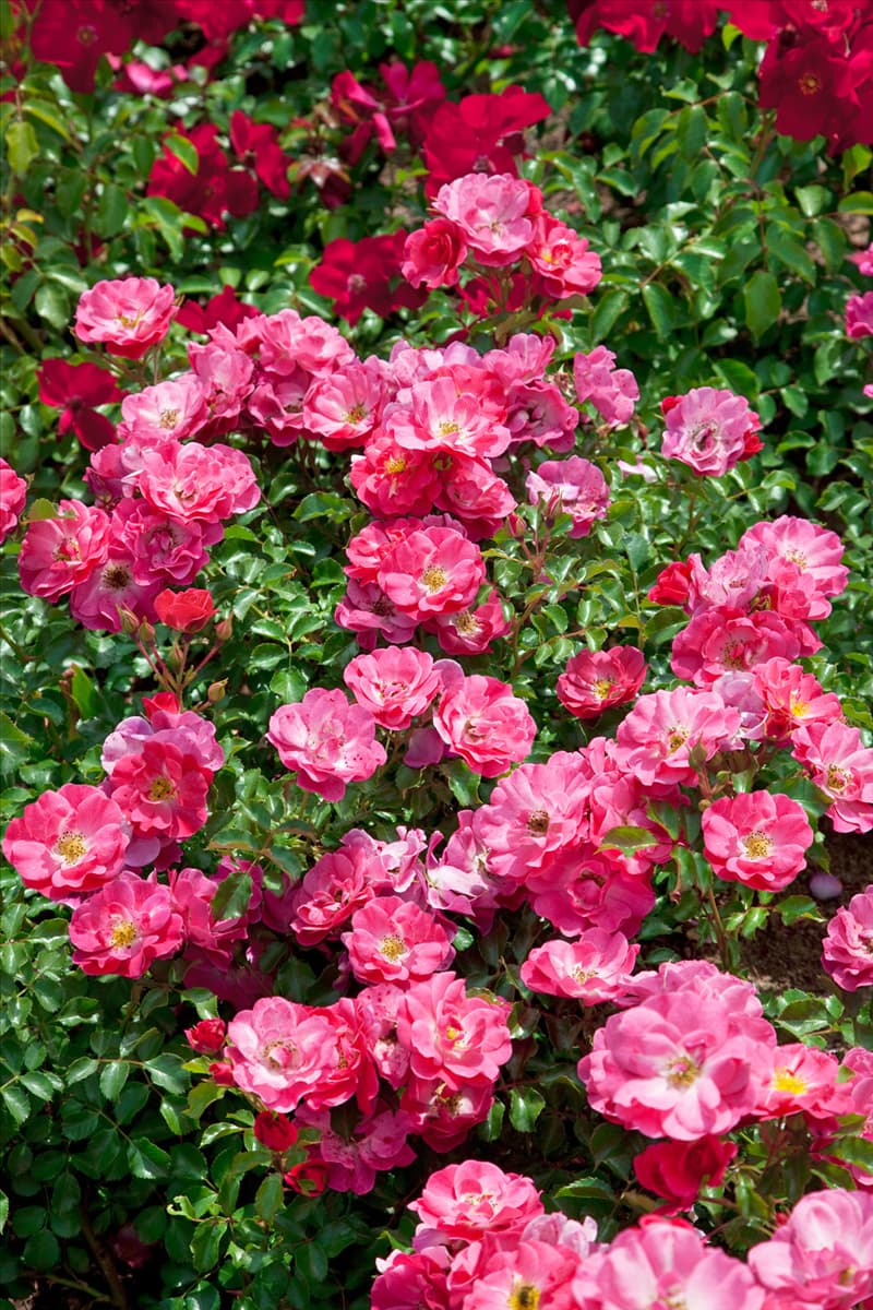 Rosa Blühwunder 08 ®