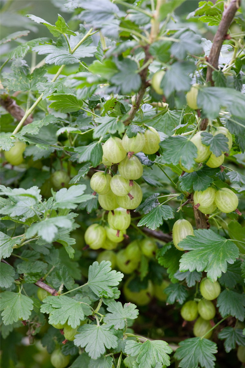 Ribes uva-crispa var. sativum