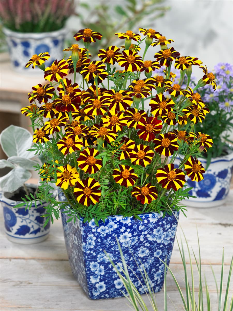 Tagetes Striped Marvel