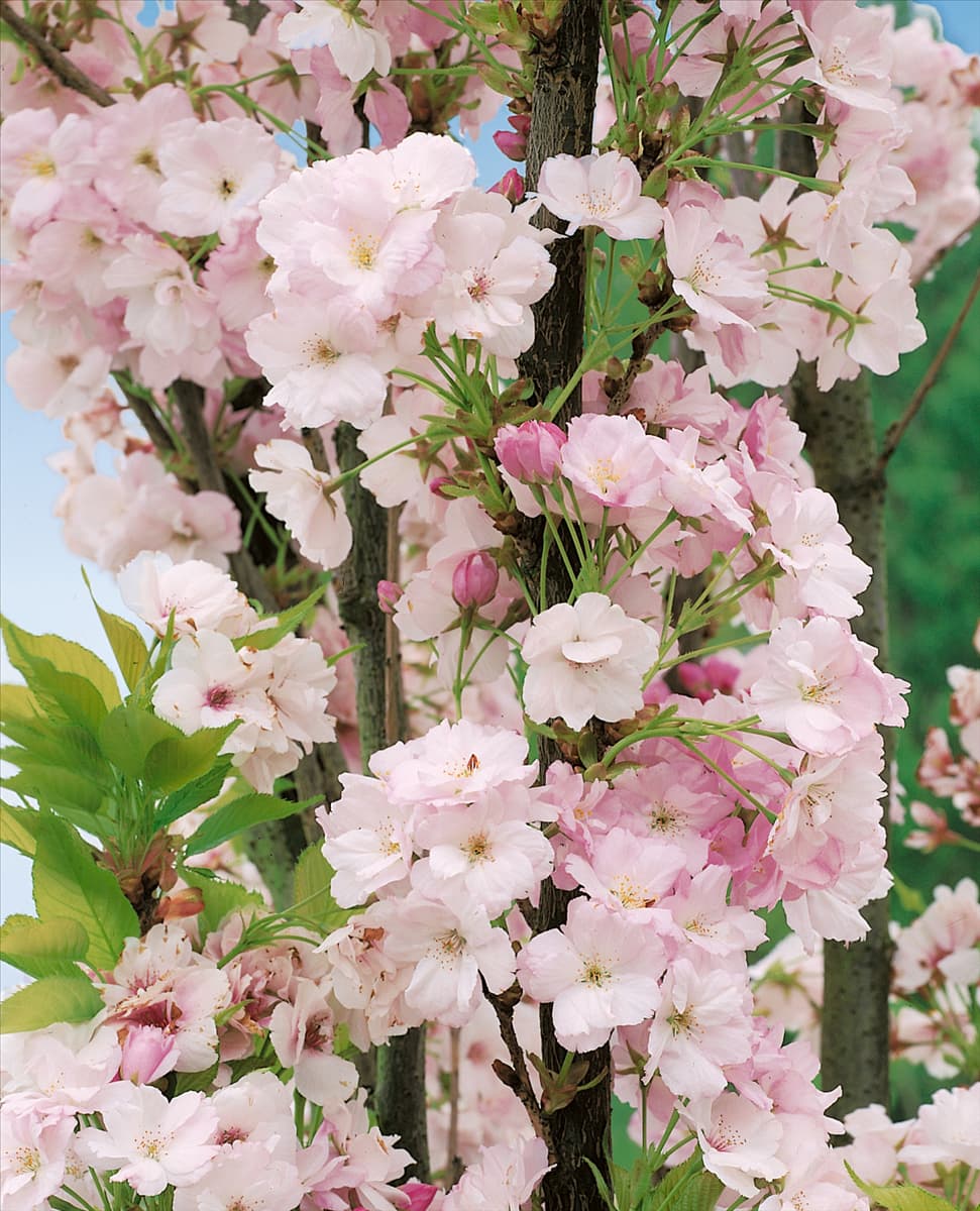 Prunus serrulata Amanogawa
