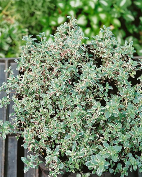 Thymus vulgaris 'Silver Posie'