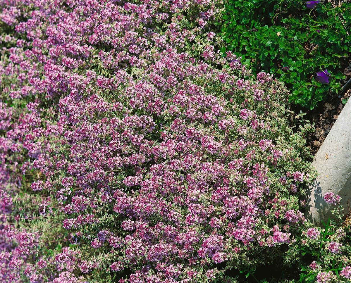Thymus x citriodorus Silver Queen / Silver Poesie