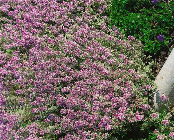 Thymus x citriodorus 'Silver Queen'