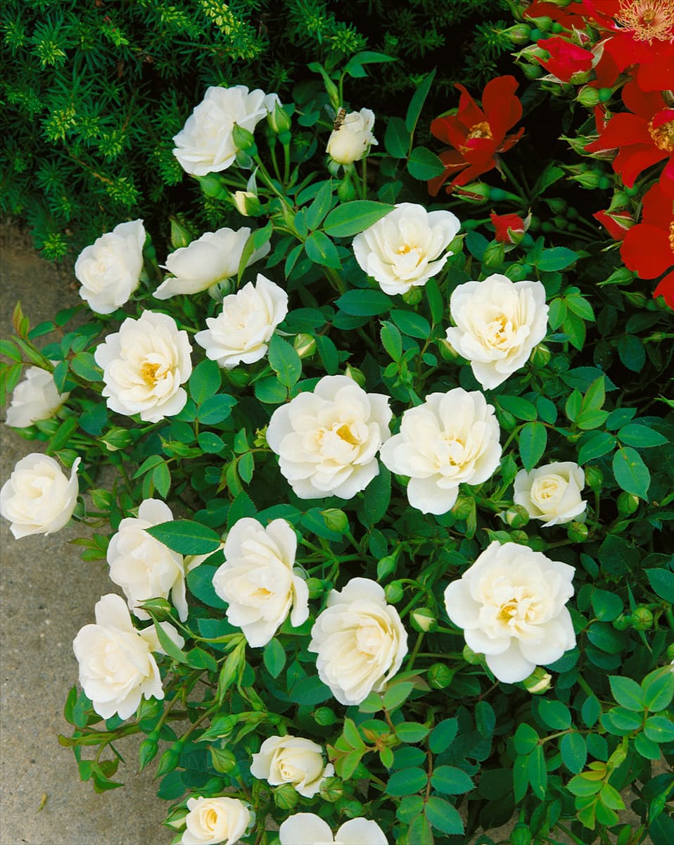 Rosa Poulcov KENT (R) RU