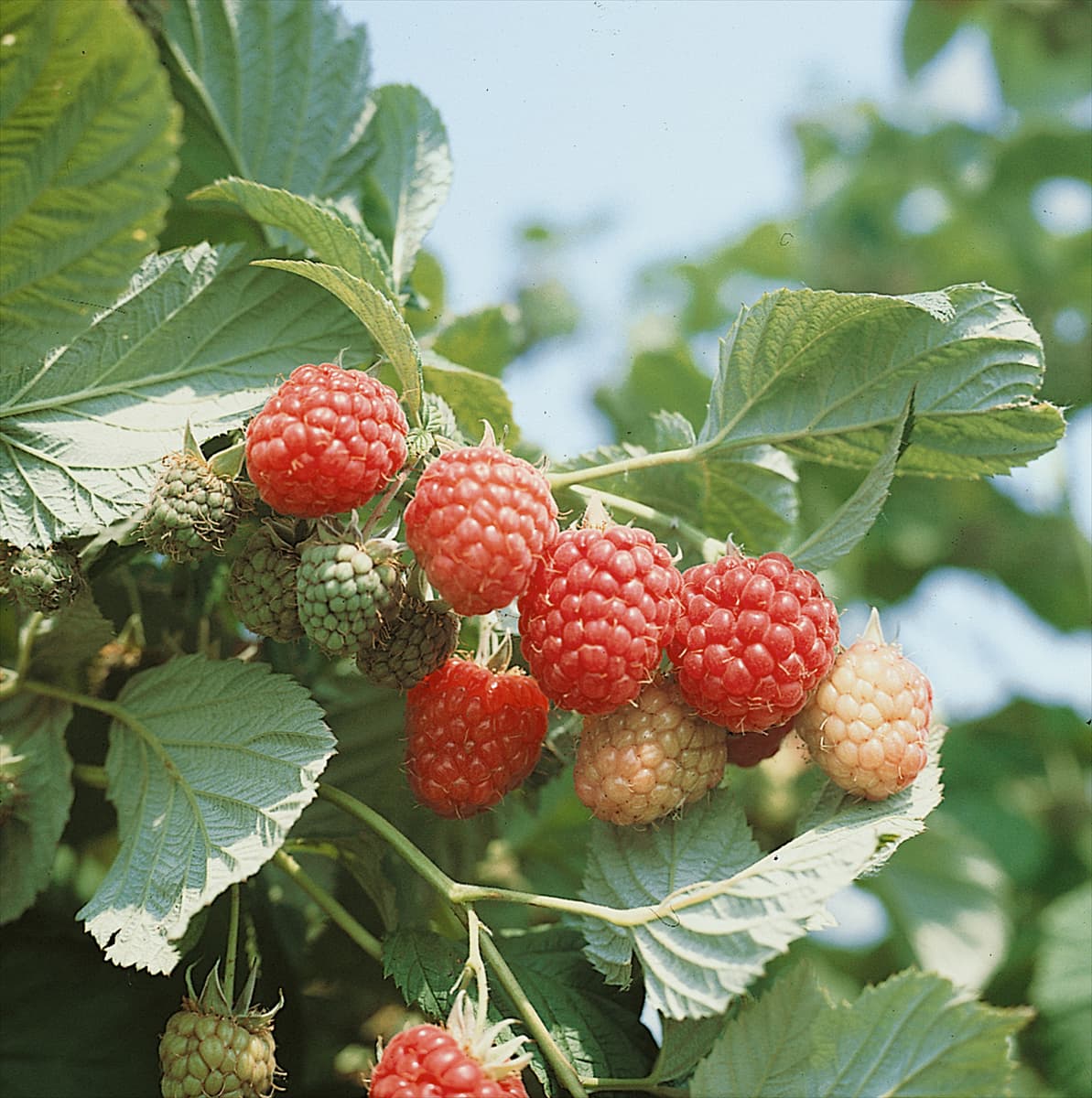 Rubus idaeus Fertödi Zamatos