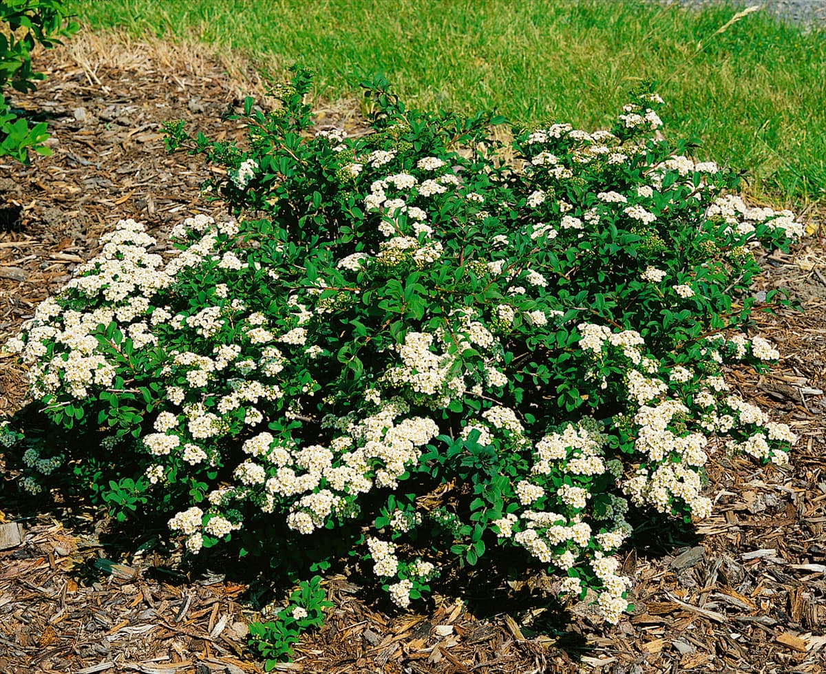 SPIRAEA NIPPONICA WHITE CARPET