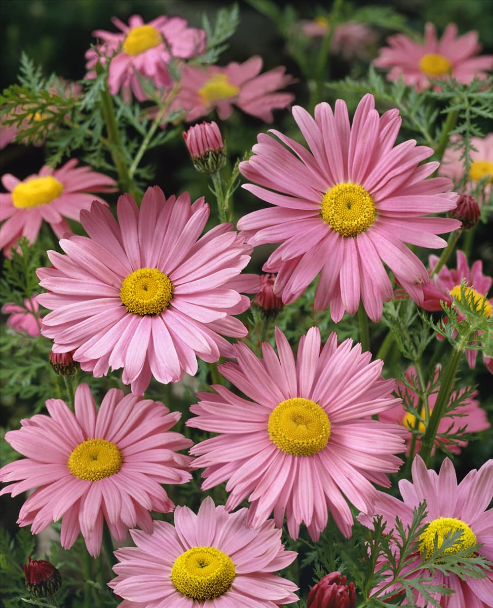Tanacetum coccineum Robinson Rosa