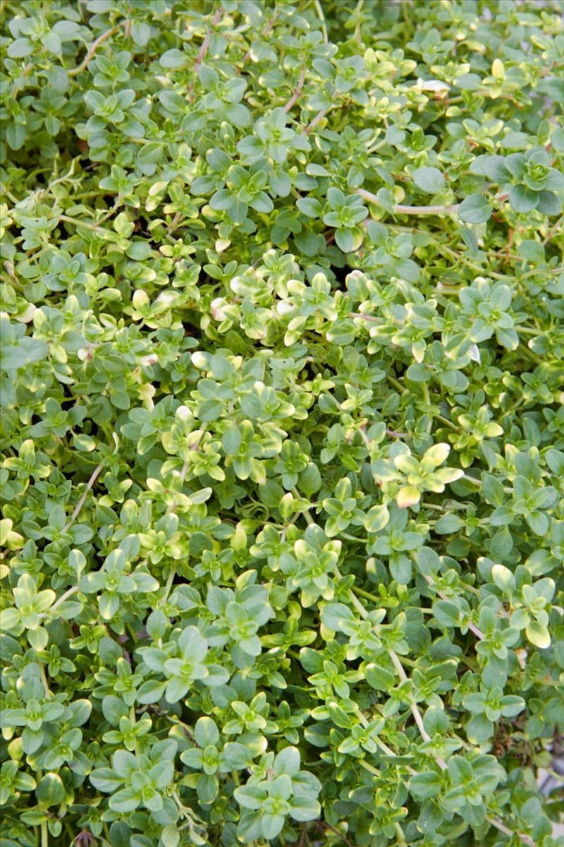 Thymus Doone Valley