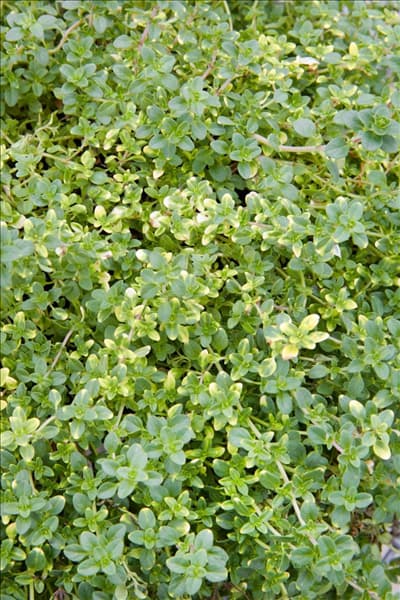 Thymus x citriodorus 'Doone Valley'
