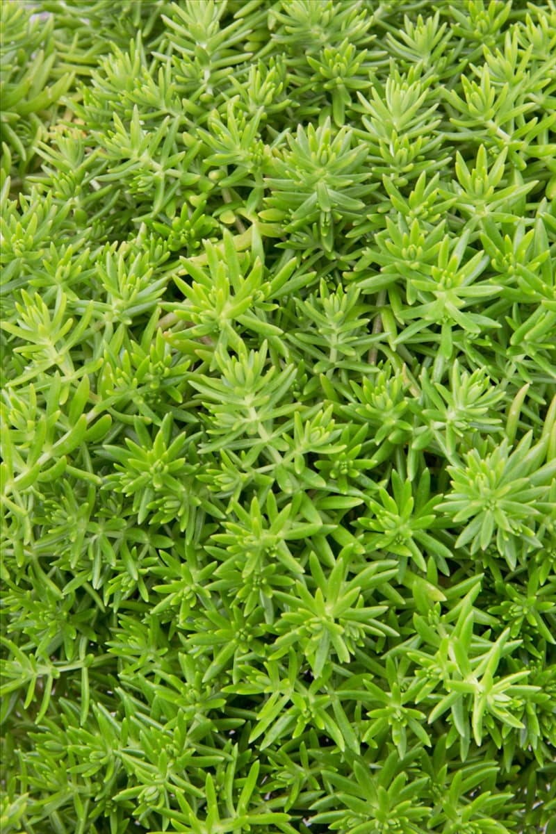 Sedum hakonense Lemon Ball
