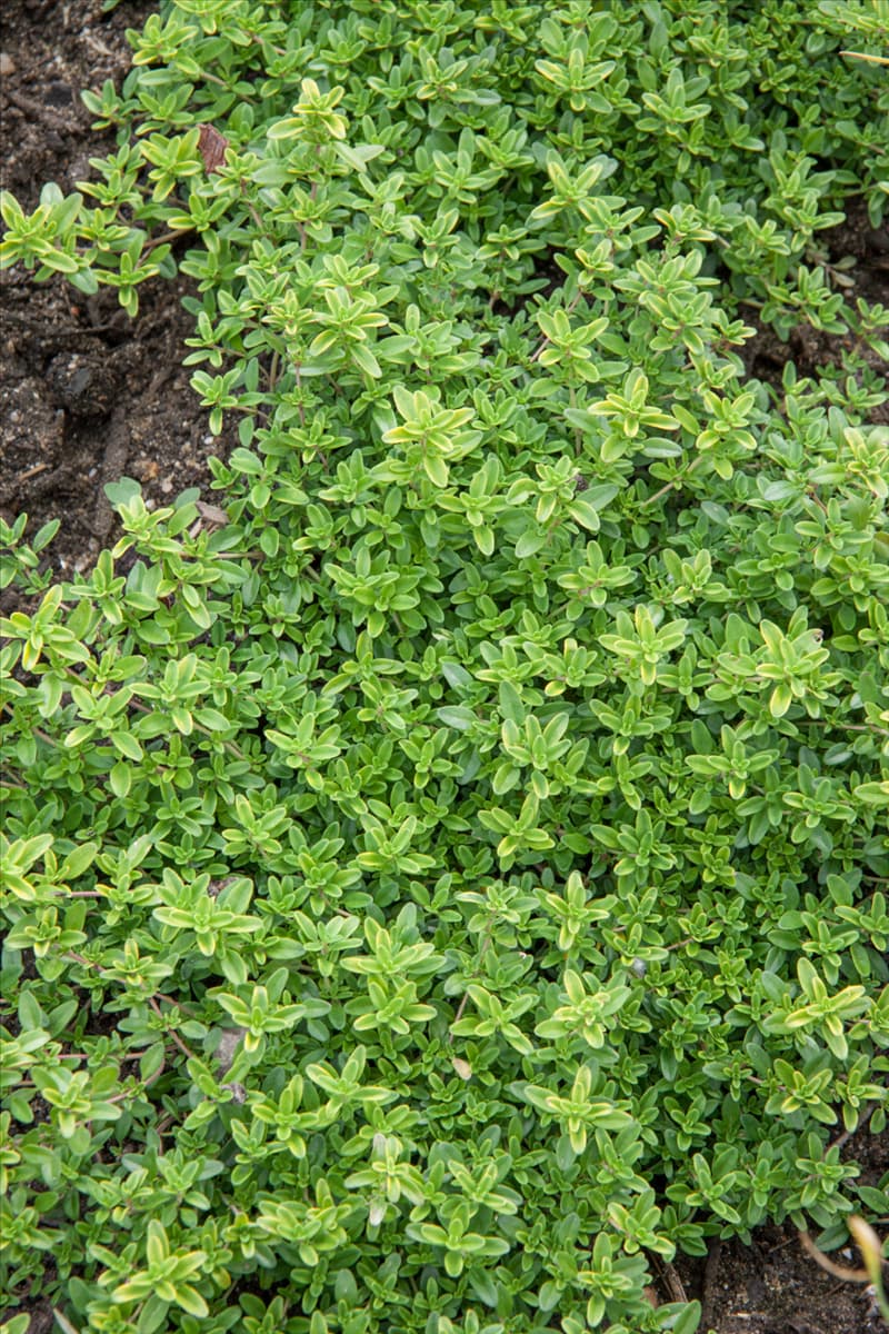 Thymus x citriodorus Aureus
