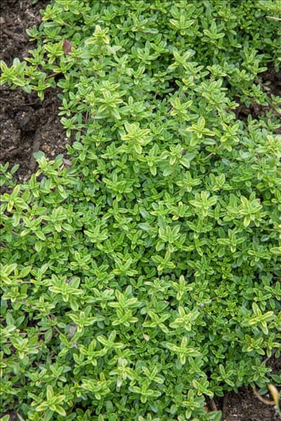 Thymus x citriodorus 'Ginger'