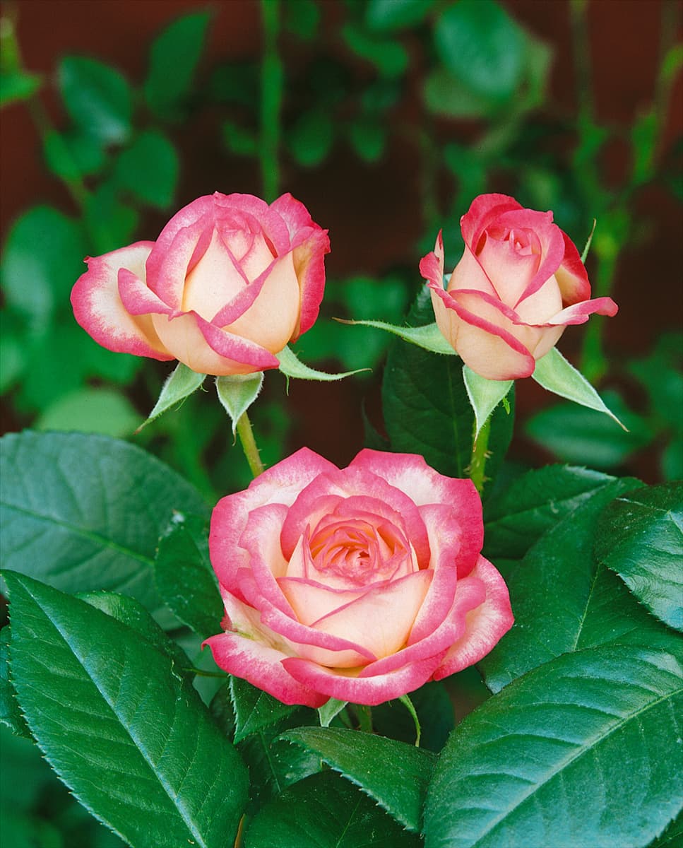 Floribunda Rose Laminuette