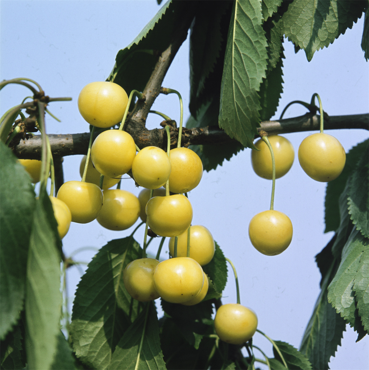 Prunus avium Dönissens Gelbe Knorpelkirsche