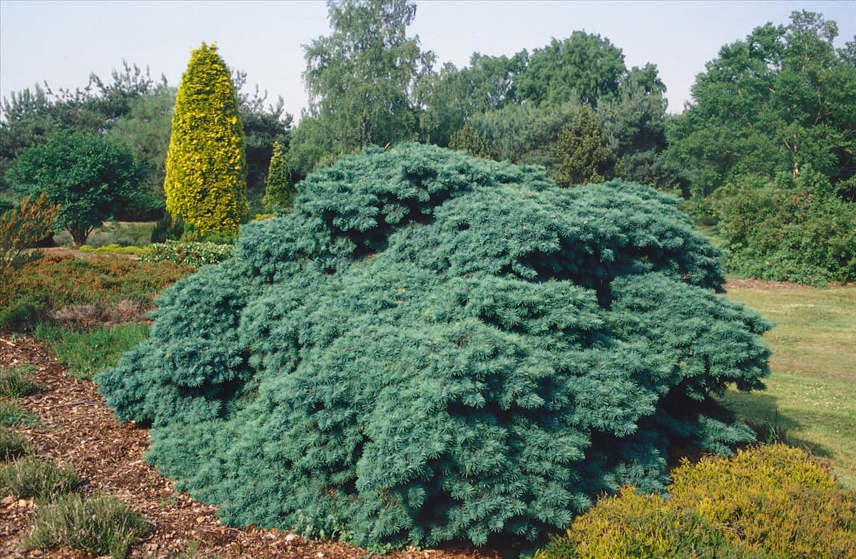 Pseudotsuga menziesii Fletcheri