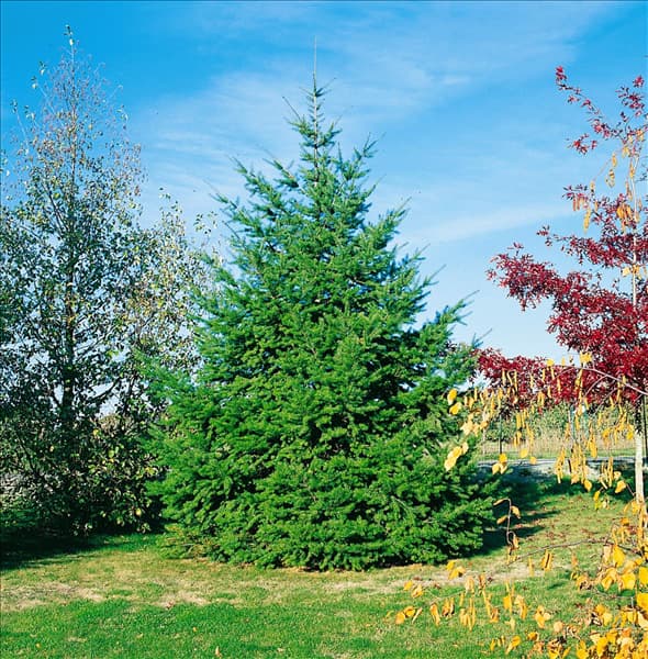 Pseudotsuga menziesii 'Moerheimii'