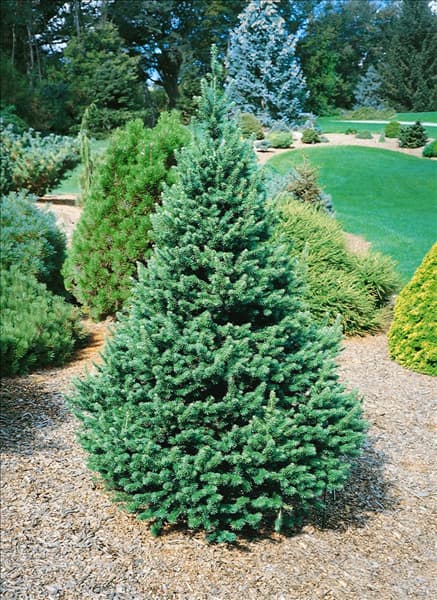 Pseudotsuga menziesii 'Hillside Pride'