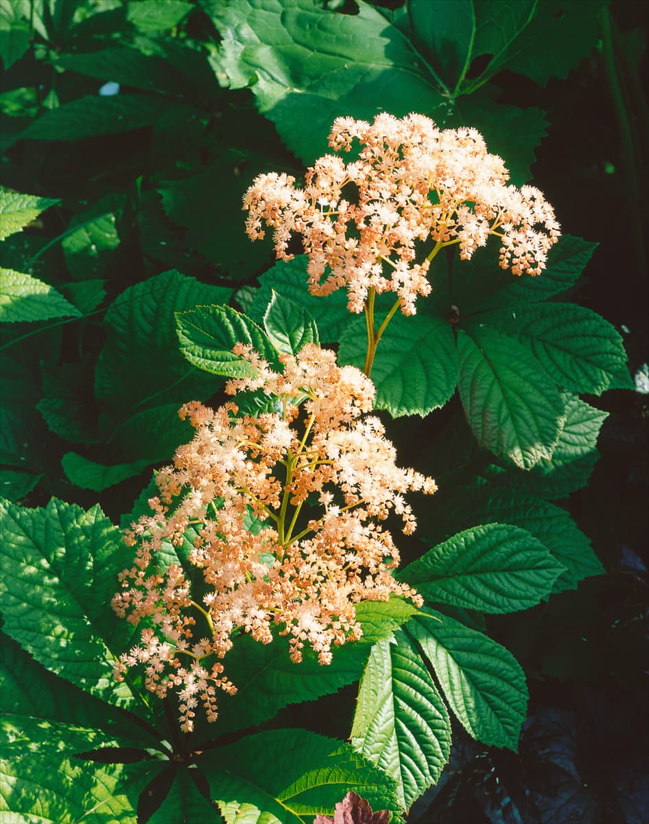 Rodgersia henrici