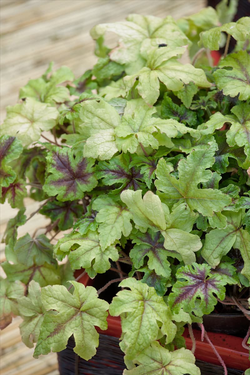 Tiarella Neon Lights